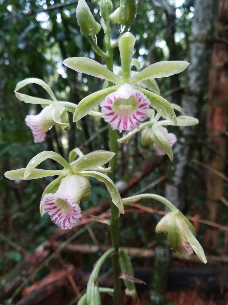 Beyrich'S Hooded Orchid photo 8