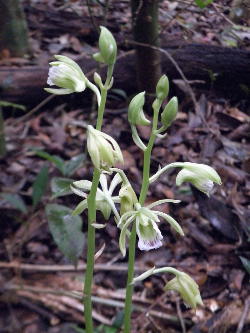 Hooded Orchid