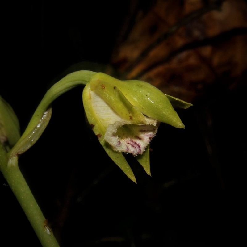 Hooded Orchid photo 2