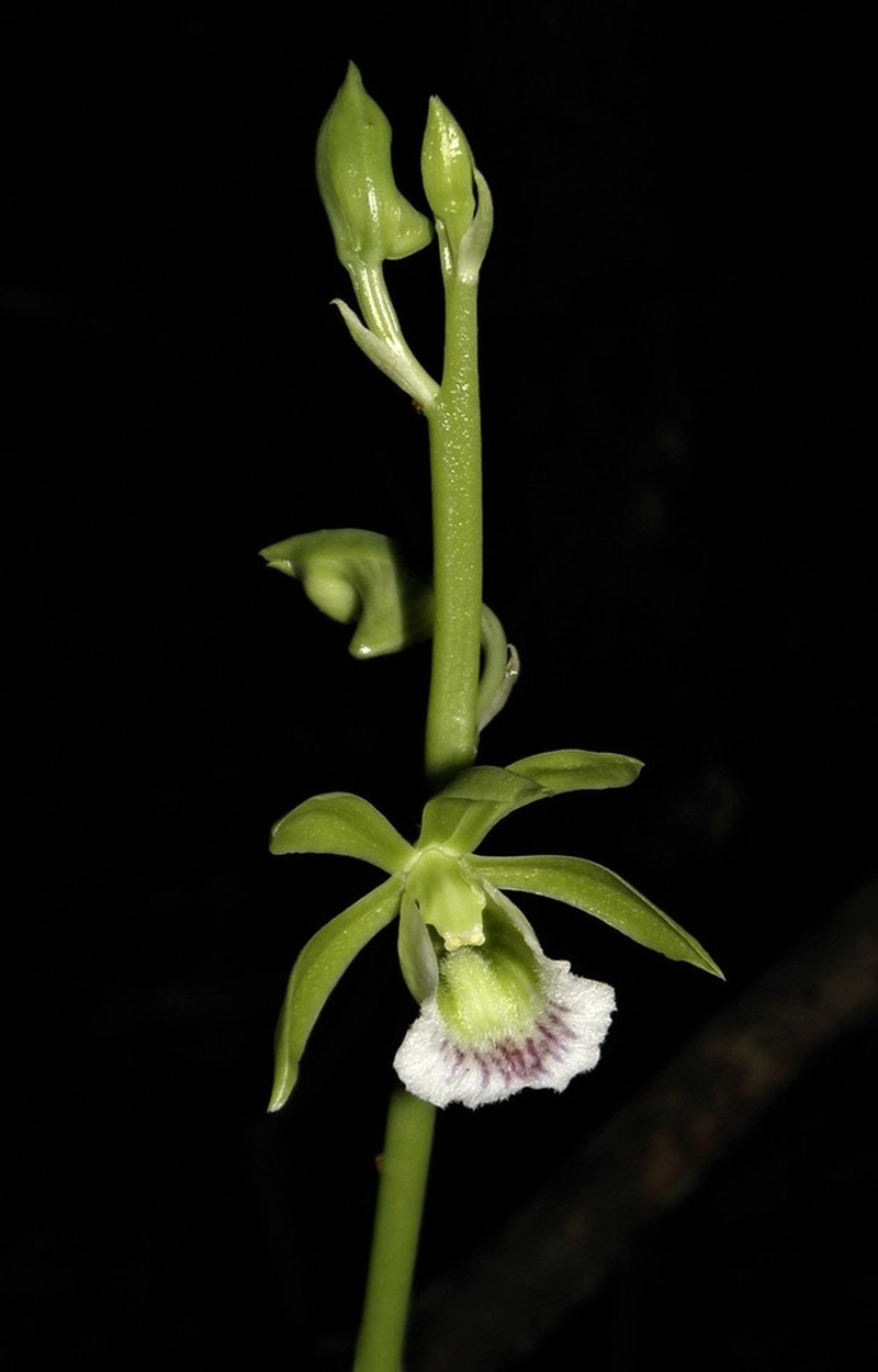Hooded Orchid photo 3