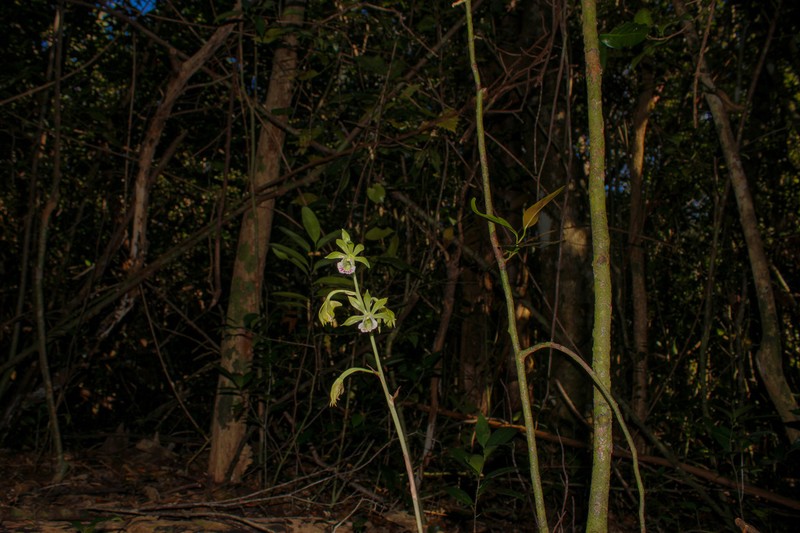 Hooded Orchid photo 4