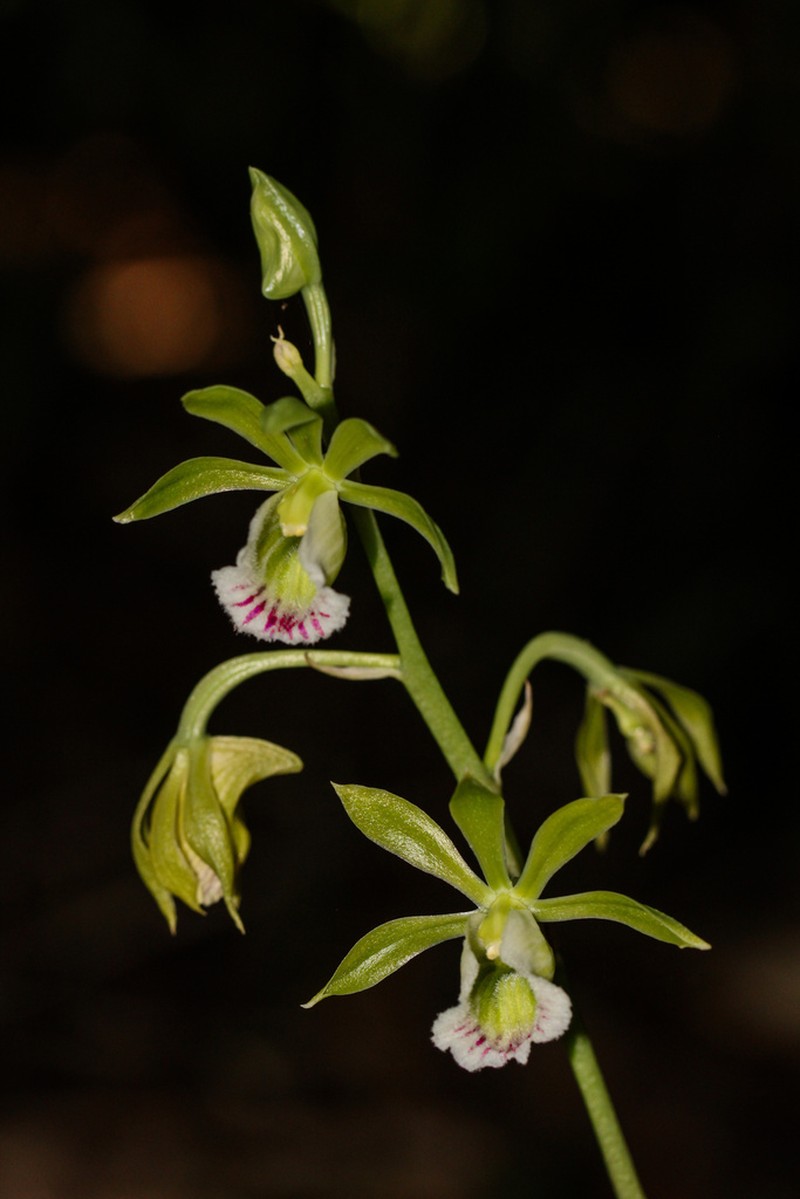 Hooded Orchid photo 5