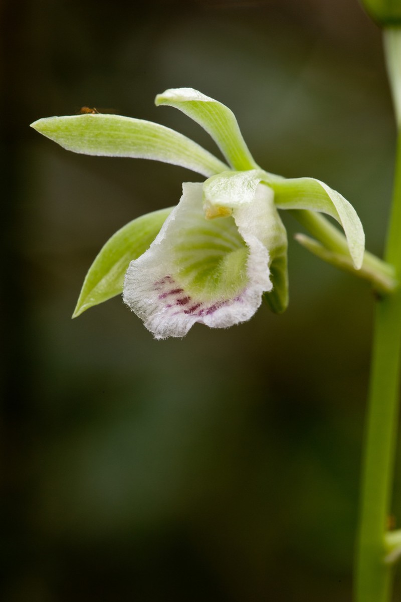 Hooded Orchid photo 6