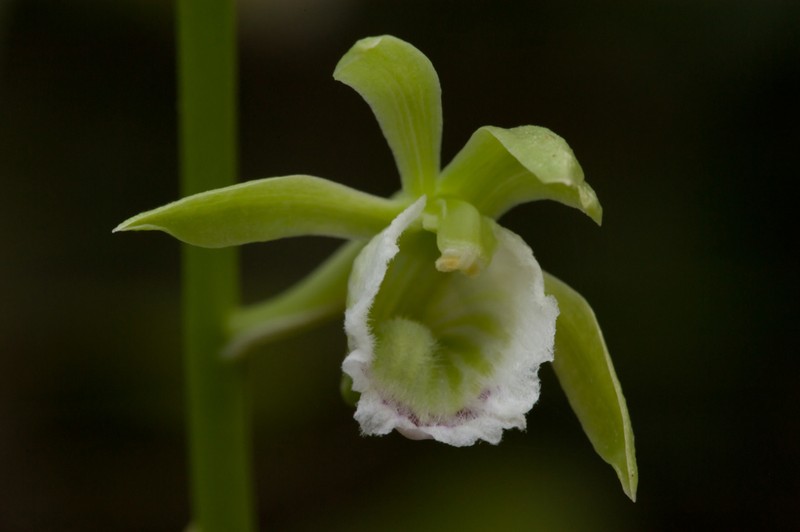 Hooded Orchid photo 7