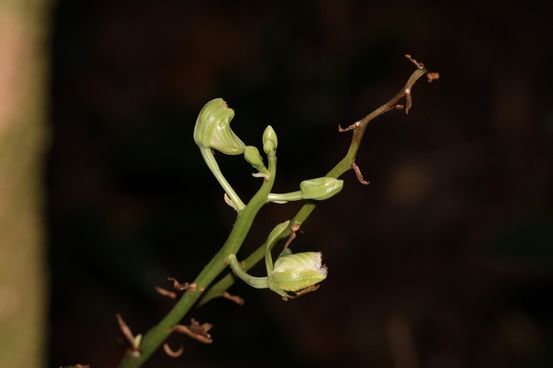 Hooded Orchid photo 8