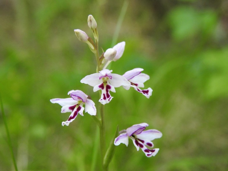 Roundleaf Orchid