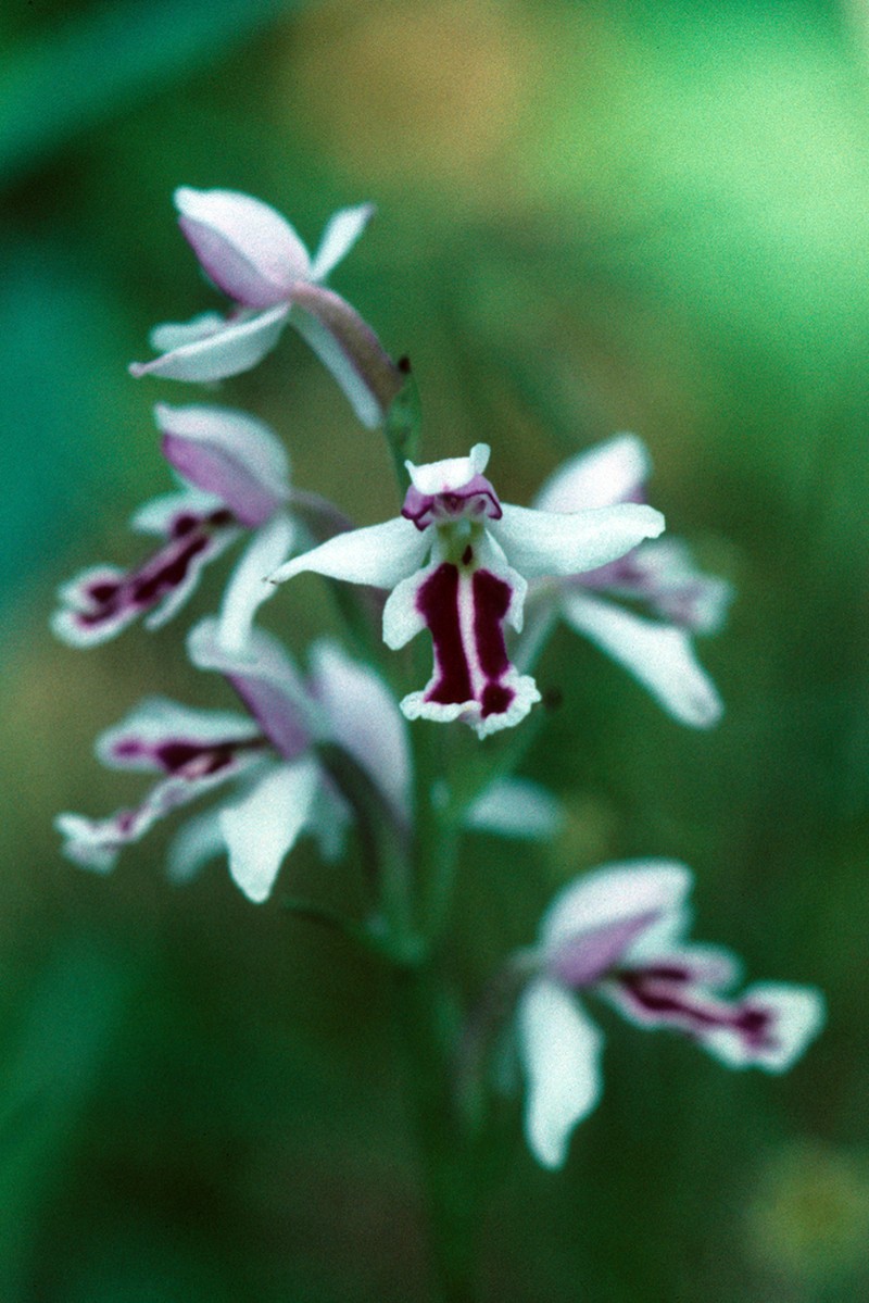 Roundleaf Orchid photo 2