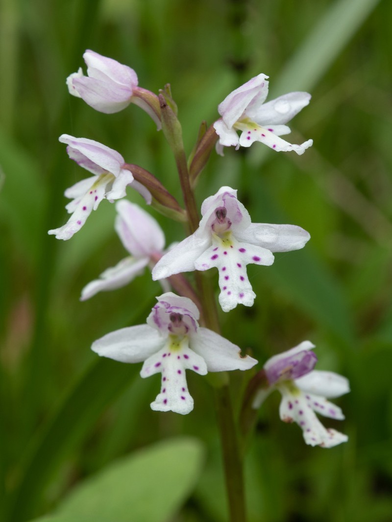 Roundleaf Orchid photo 3