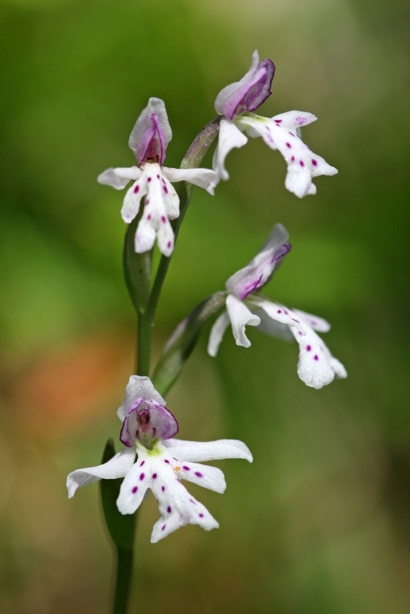 Roundleaf Orchid photo 4