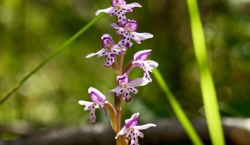 Roundleaf Orchid photo 5