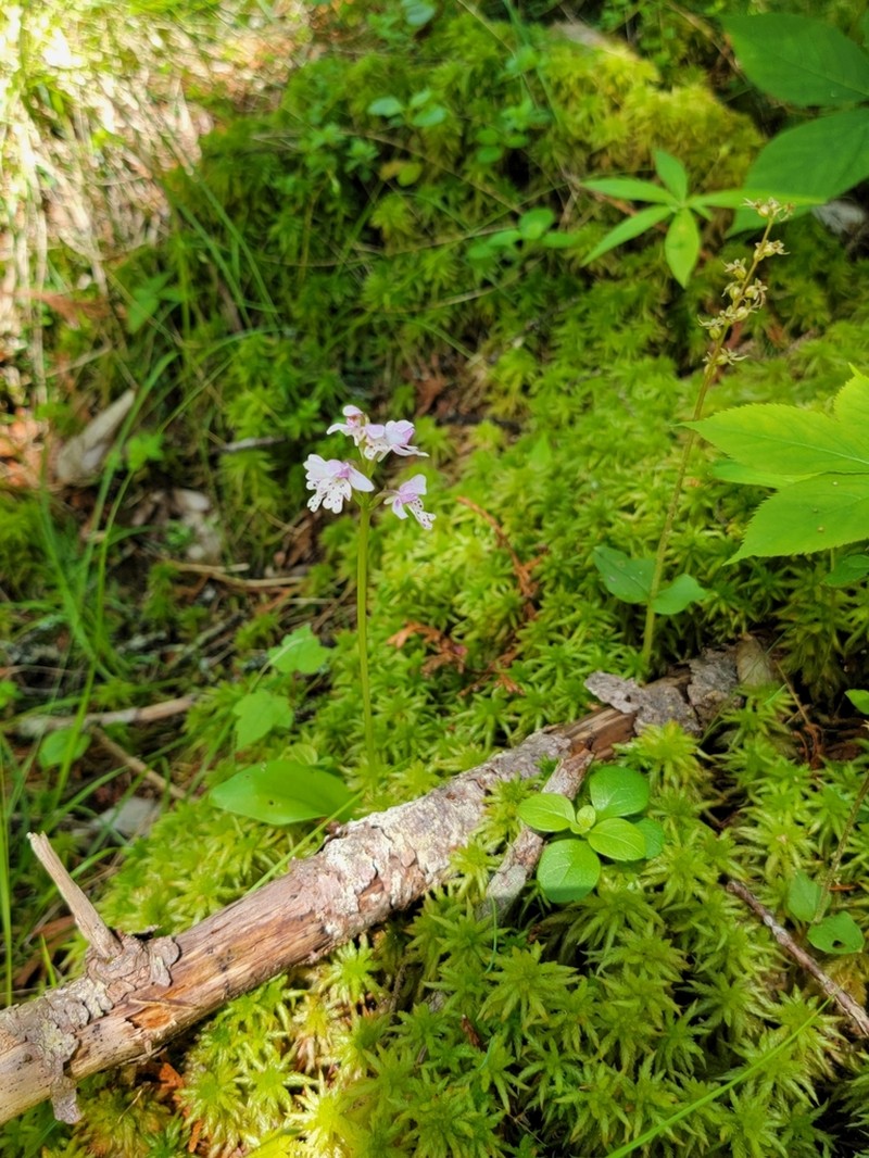 Roundleaf Orchid photo 6