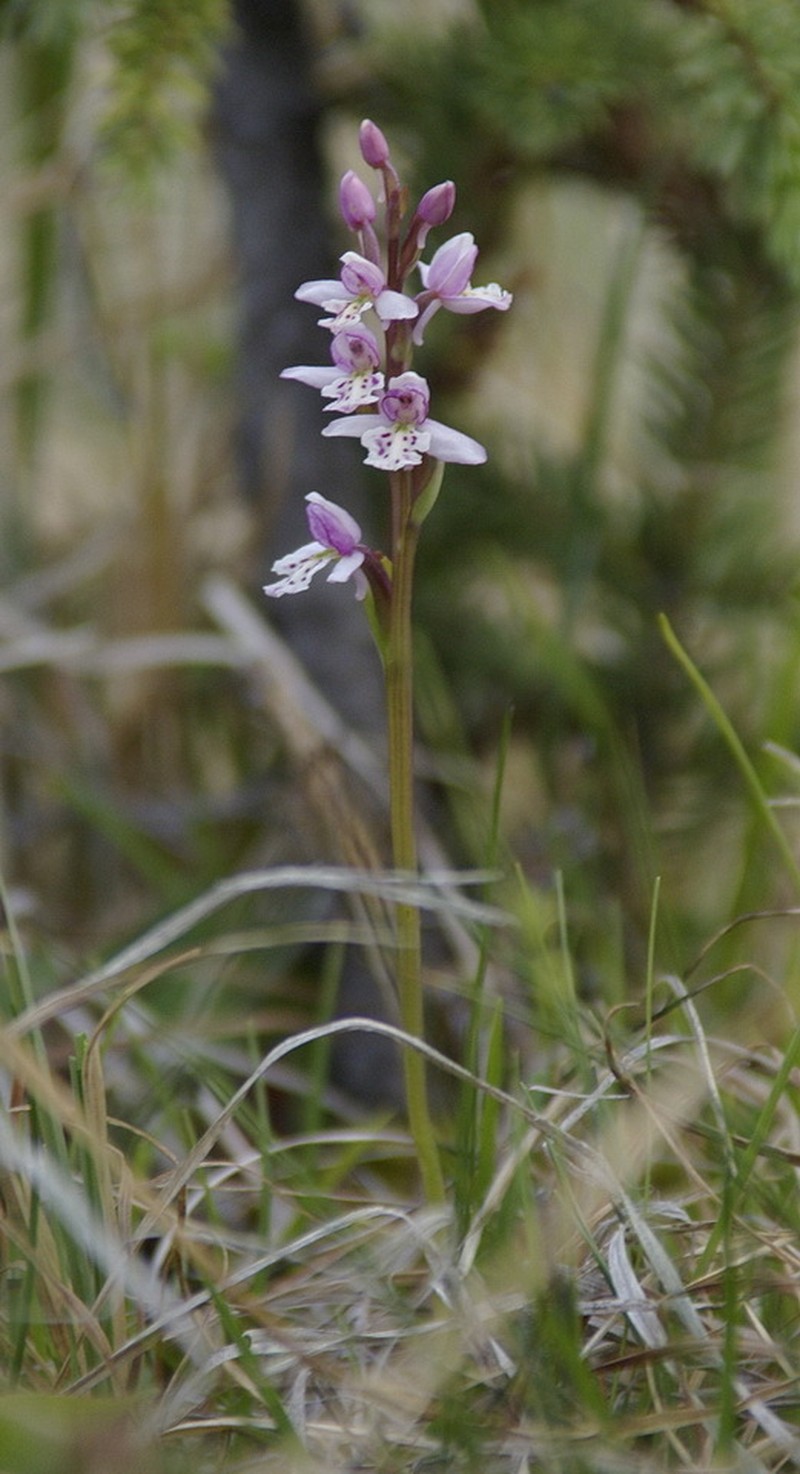 Roundleaf Orchid photo 7