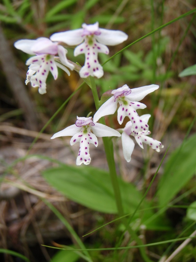 Roundleaf Orchid photo 8