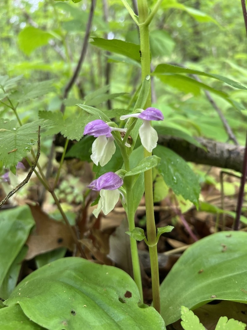 Showy Orchid