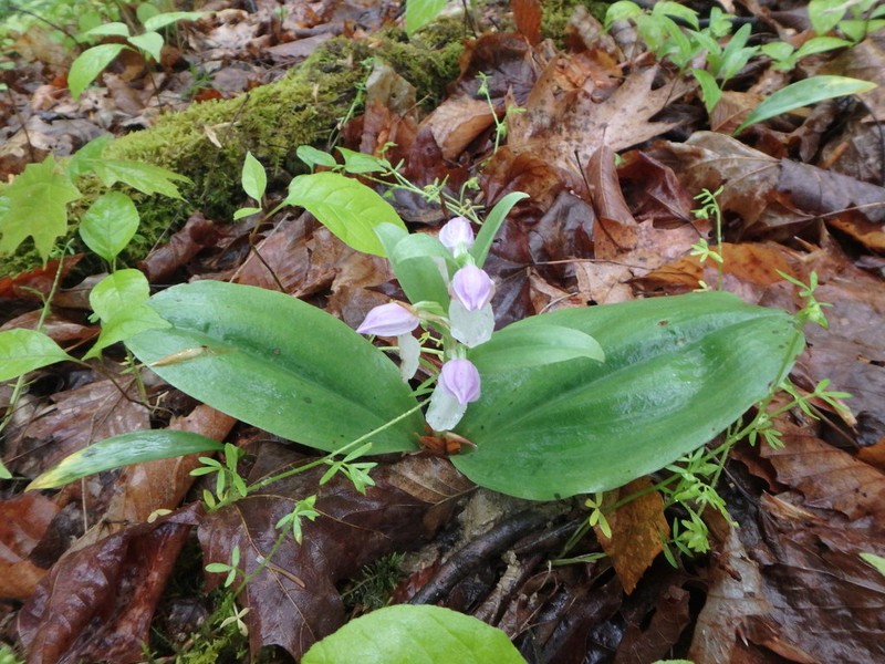 Showy Orchid photo 2