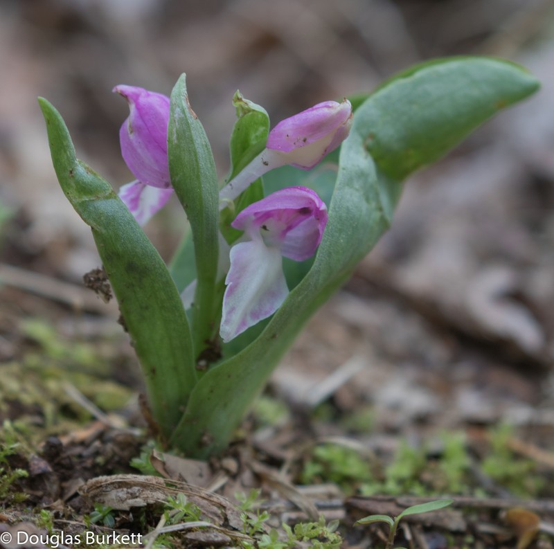 Showy Orchid photo 3
