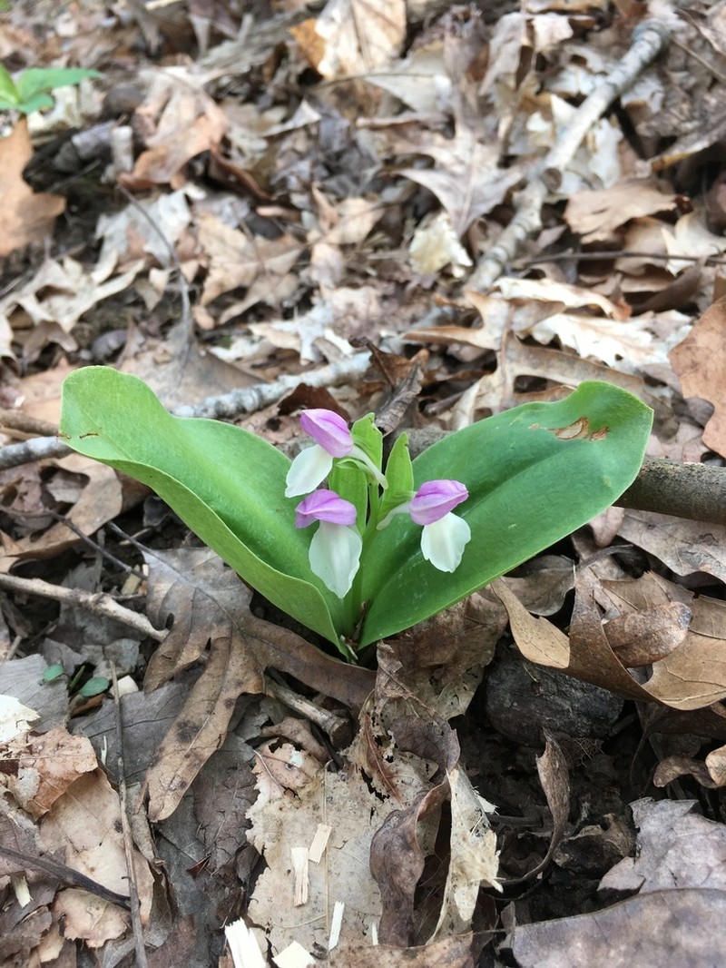 Showy Orchid photo 4