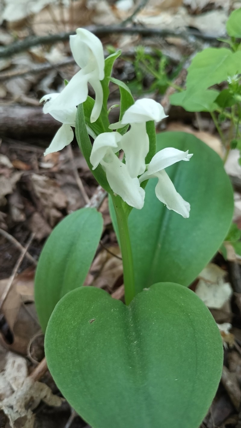 Showy Orchid photo 5