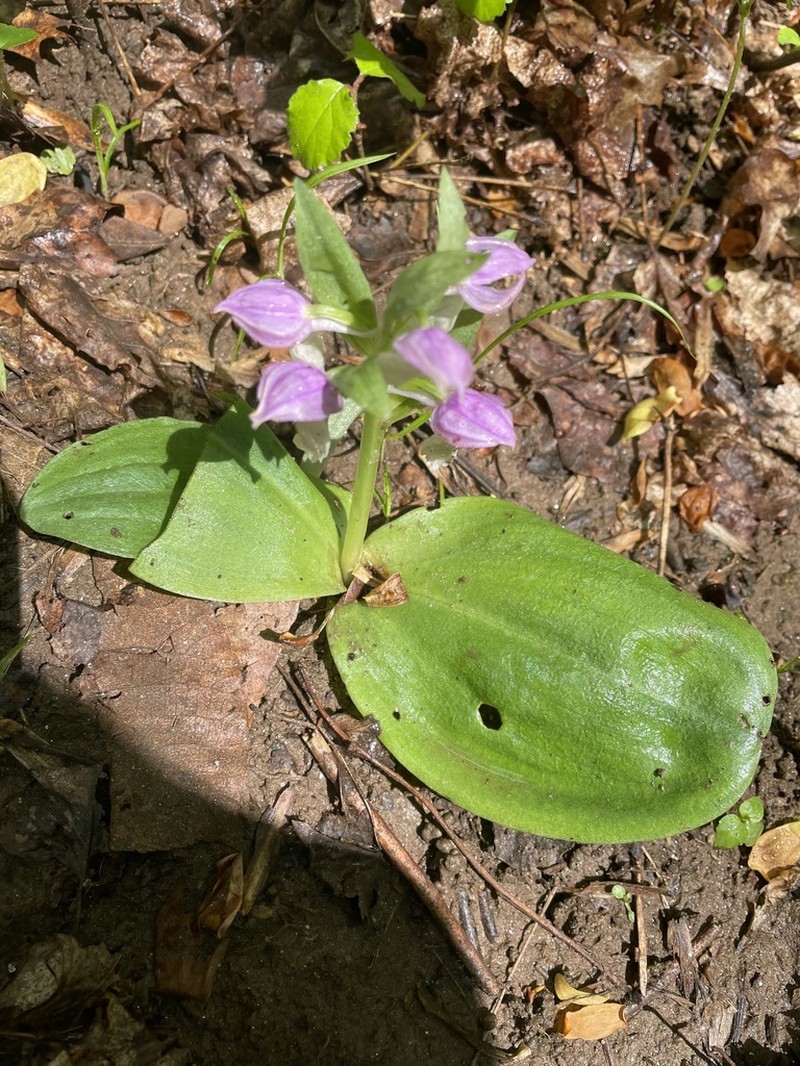 Showy Orchid photo 6
