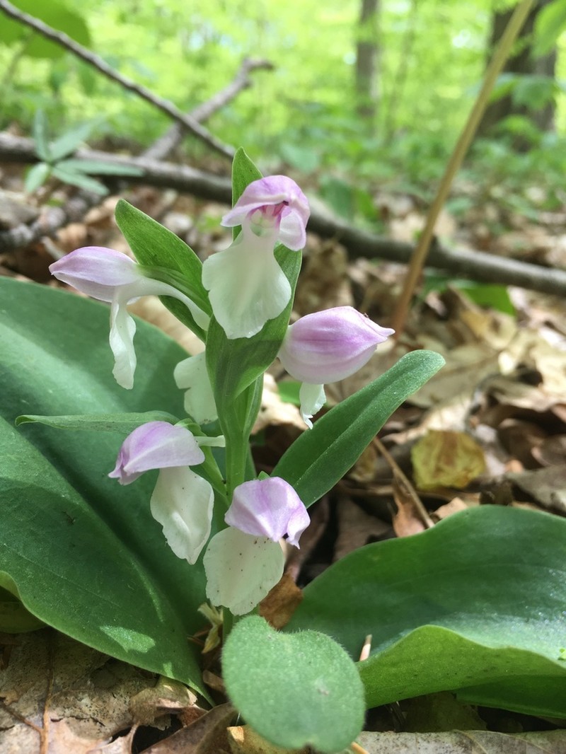 Showy Orchid photo 7