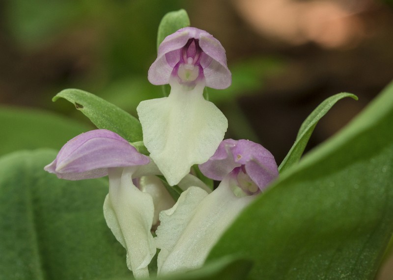Showy Orchid photo 8