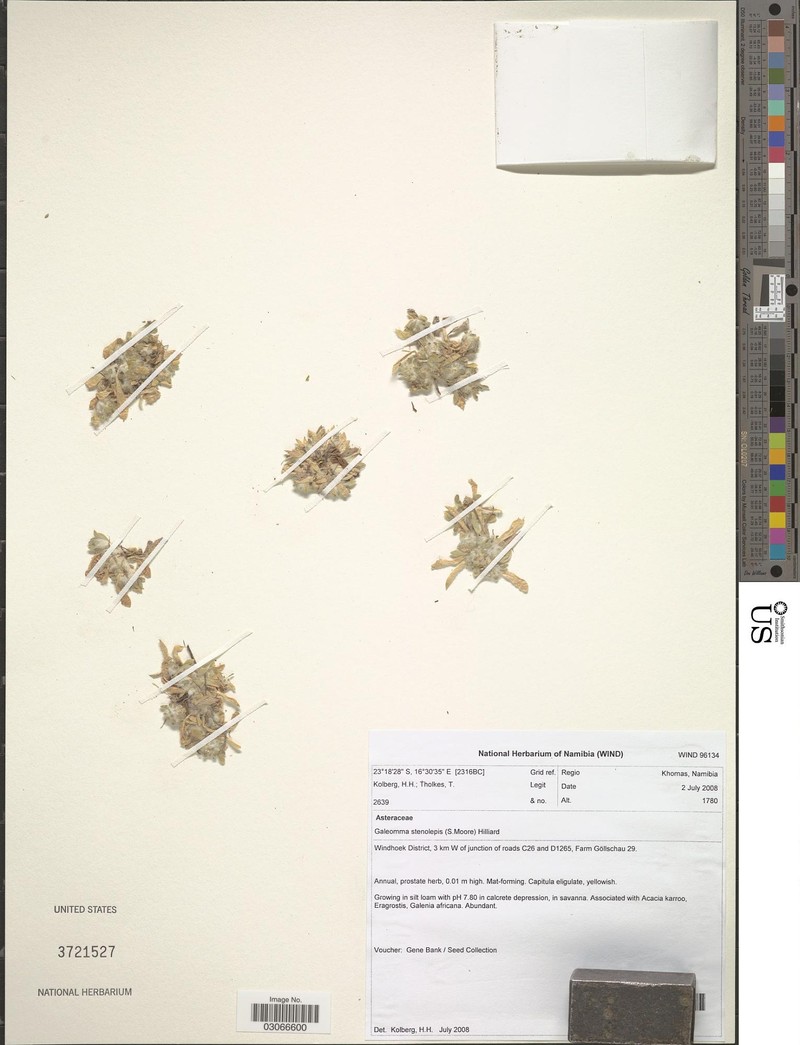 Galeomma stenolepis photo 2