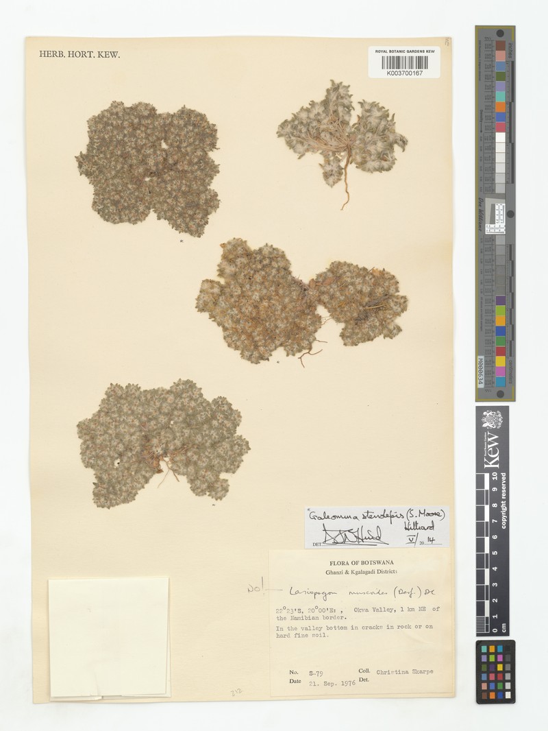 Galeomma stenolepis photo 3