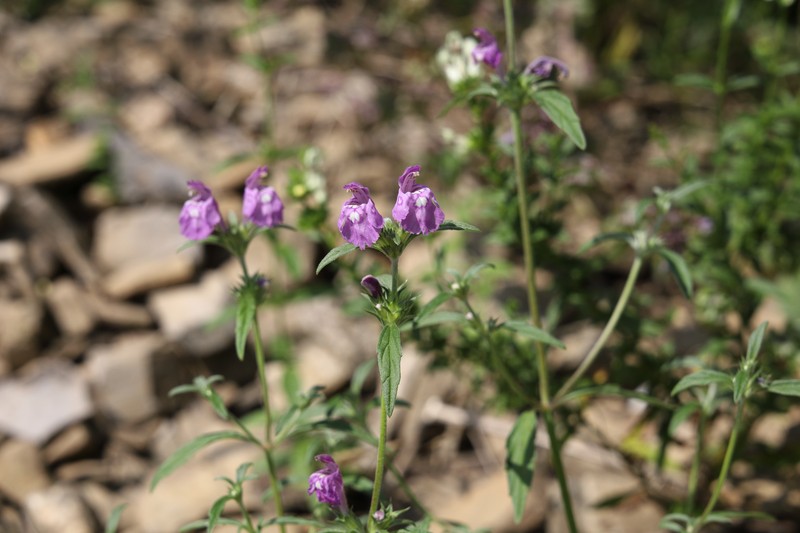Narrowleaf Hempnettle photo 2