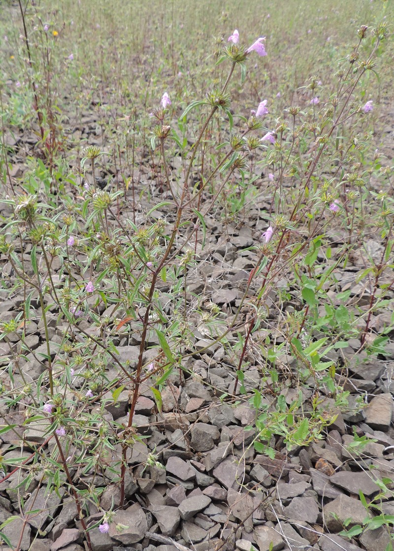 Narrowleaf Hempnettle photo 3