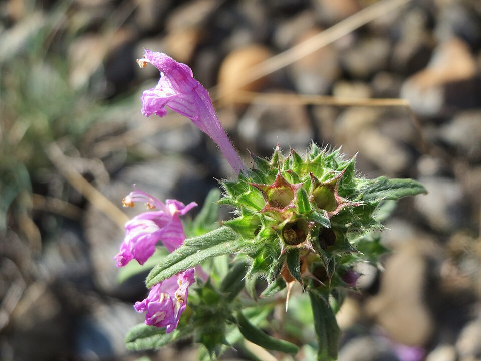Narrowleaf Hempnettle photo 4