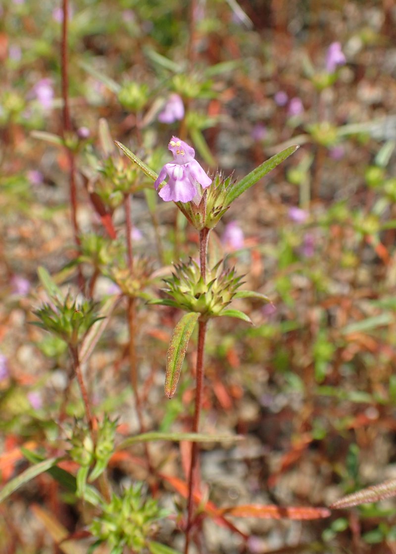 Narrowleaf Hempnettle photo 5