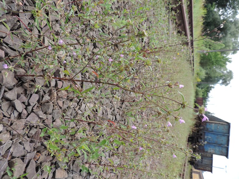 Narrowleaf Hempnettle photo 7