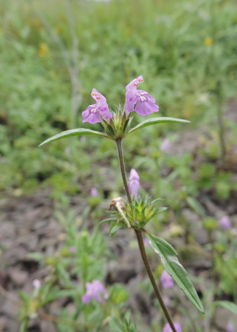 Narrowleaf Hempnettle photo 8