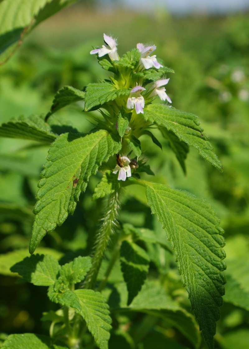 Splitlip Hempnettle photo 2