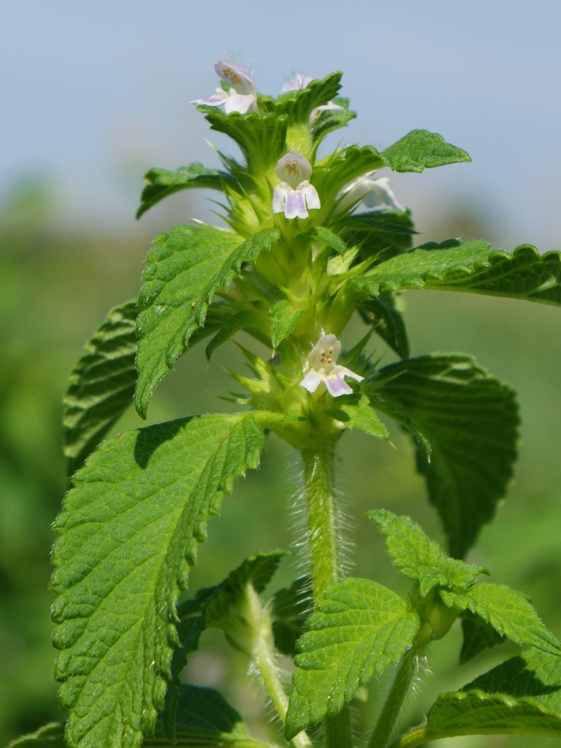 Splitlip Hempnettle photo 3