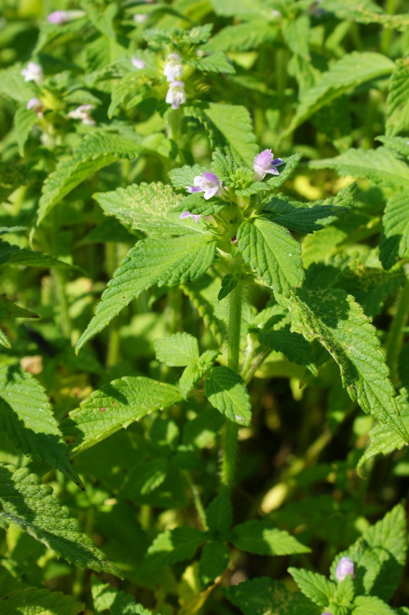 Splitlip Hempnettle photo 4