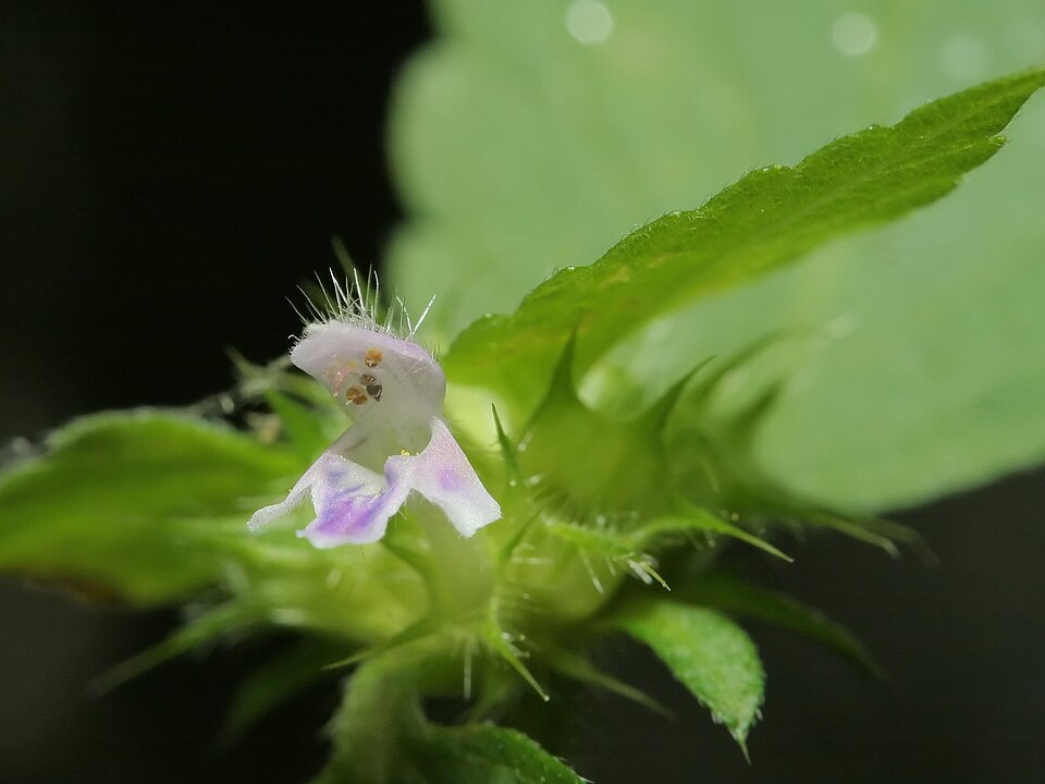 Splitlip Hempnettle photo 6