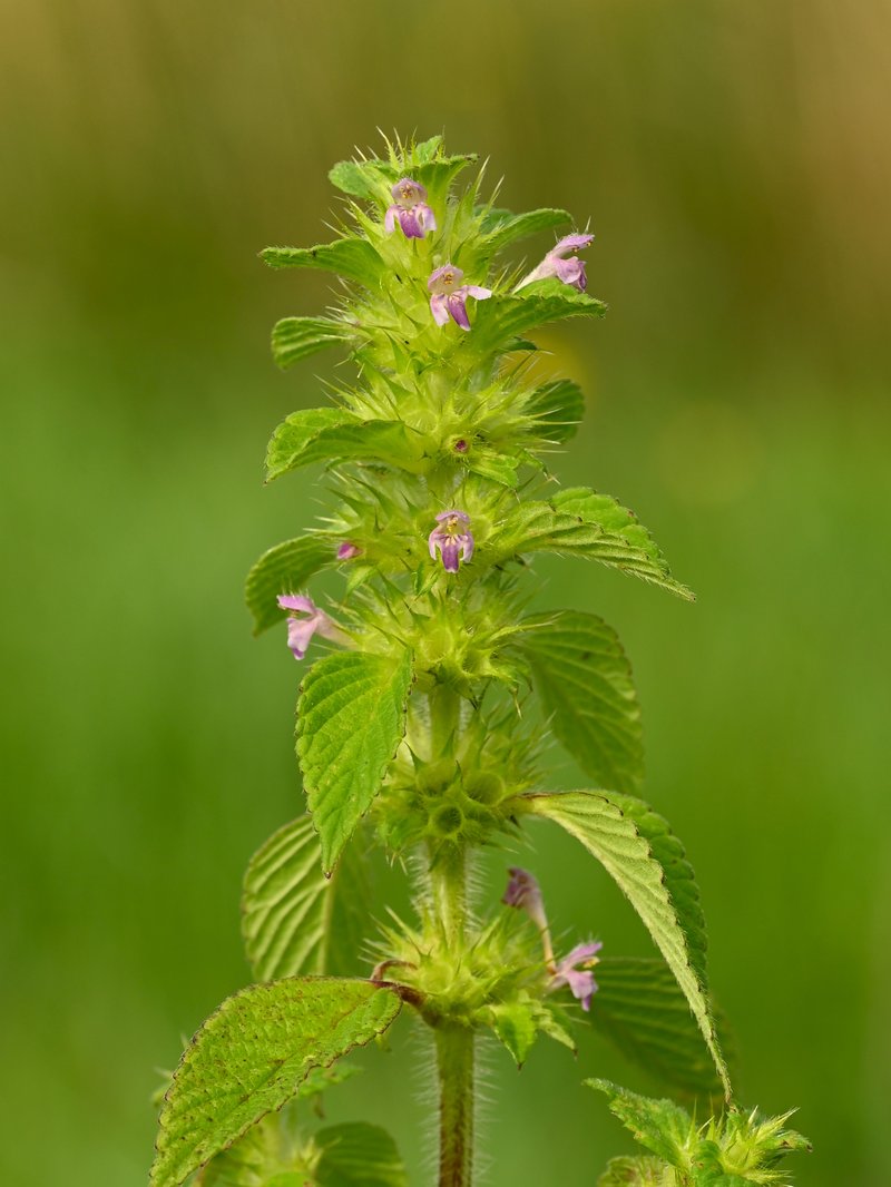 Splitlip Hempnettle photo 8