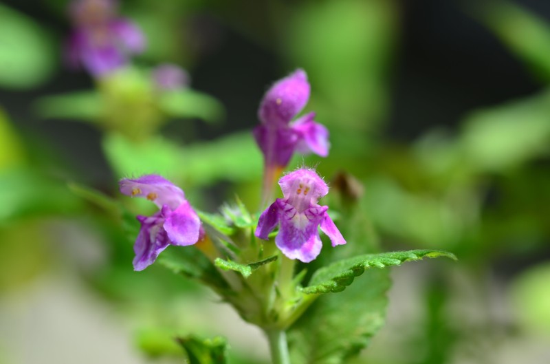 Red Hempnettle photo 2