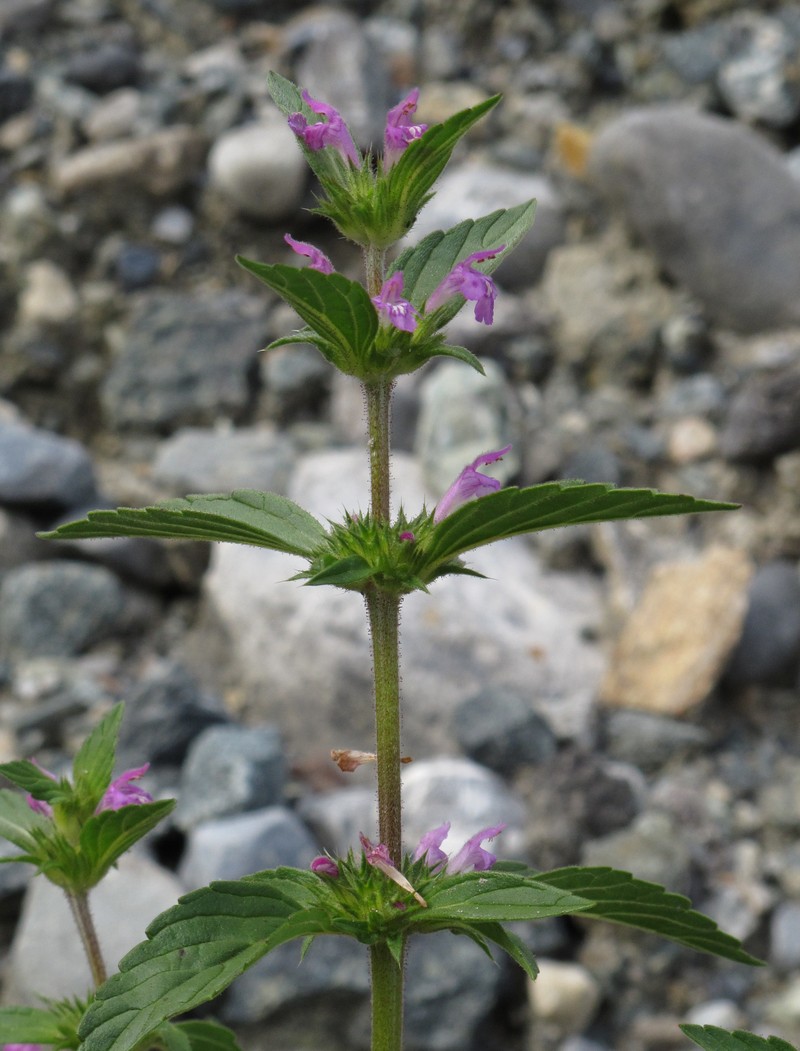 Red Hempnettle photo 3