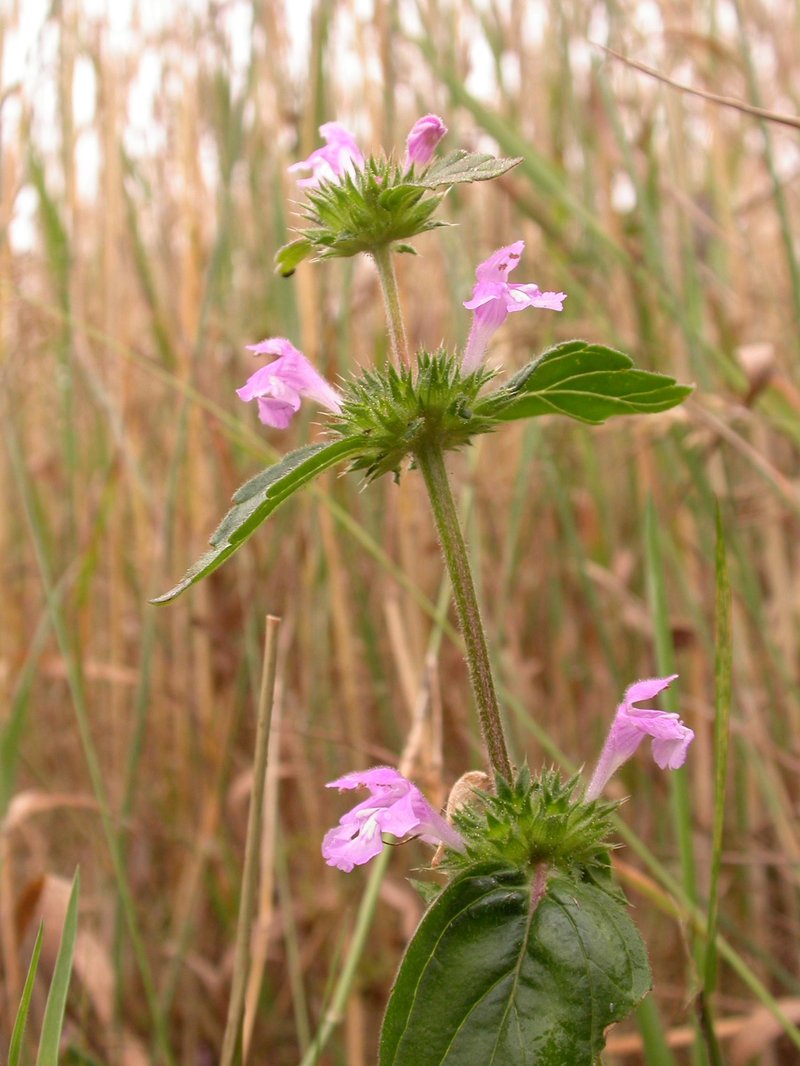 Red Hempnettle
