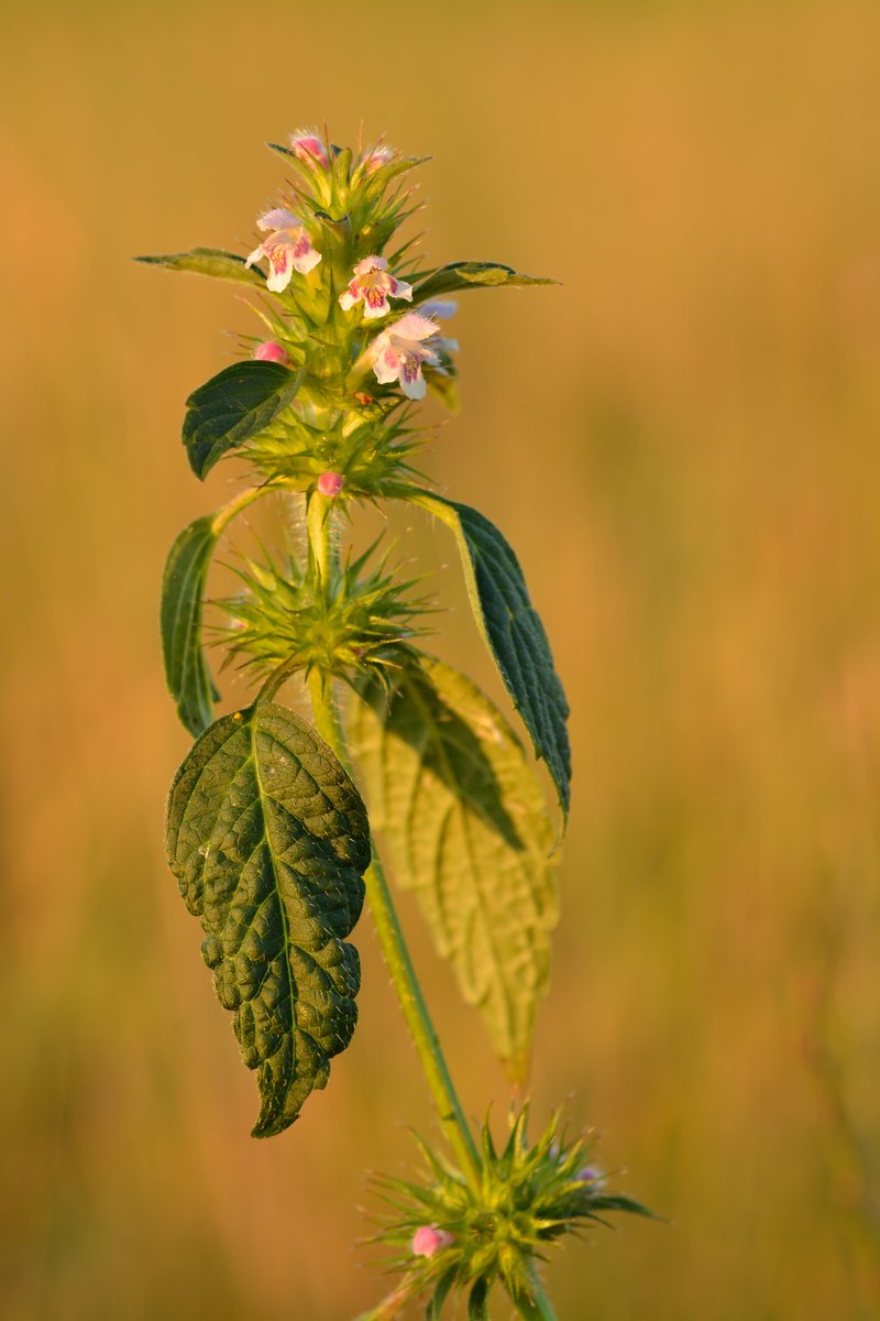 Red Hempnettle photo 5