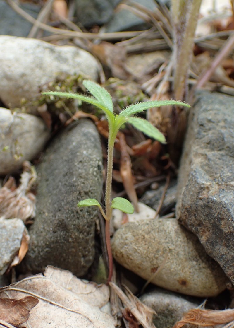 Red Hempnettle photo 6