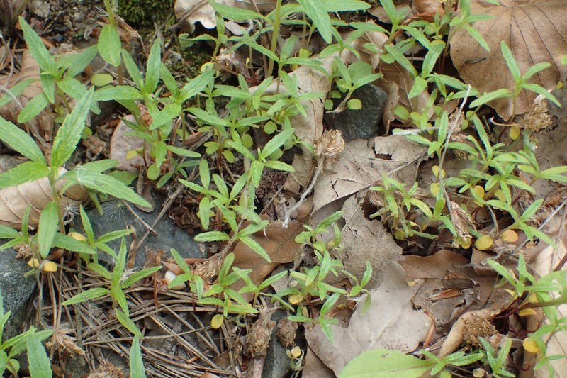 Red Hempnettle photo 7