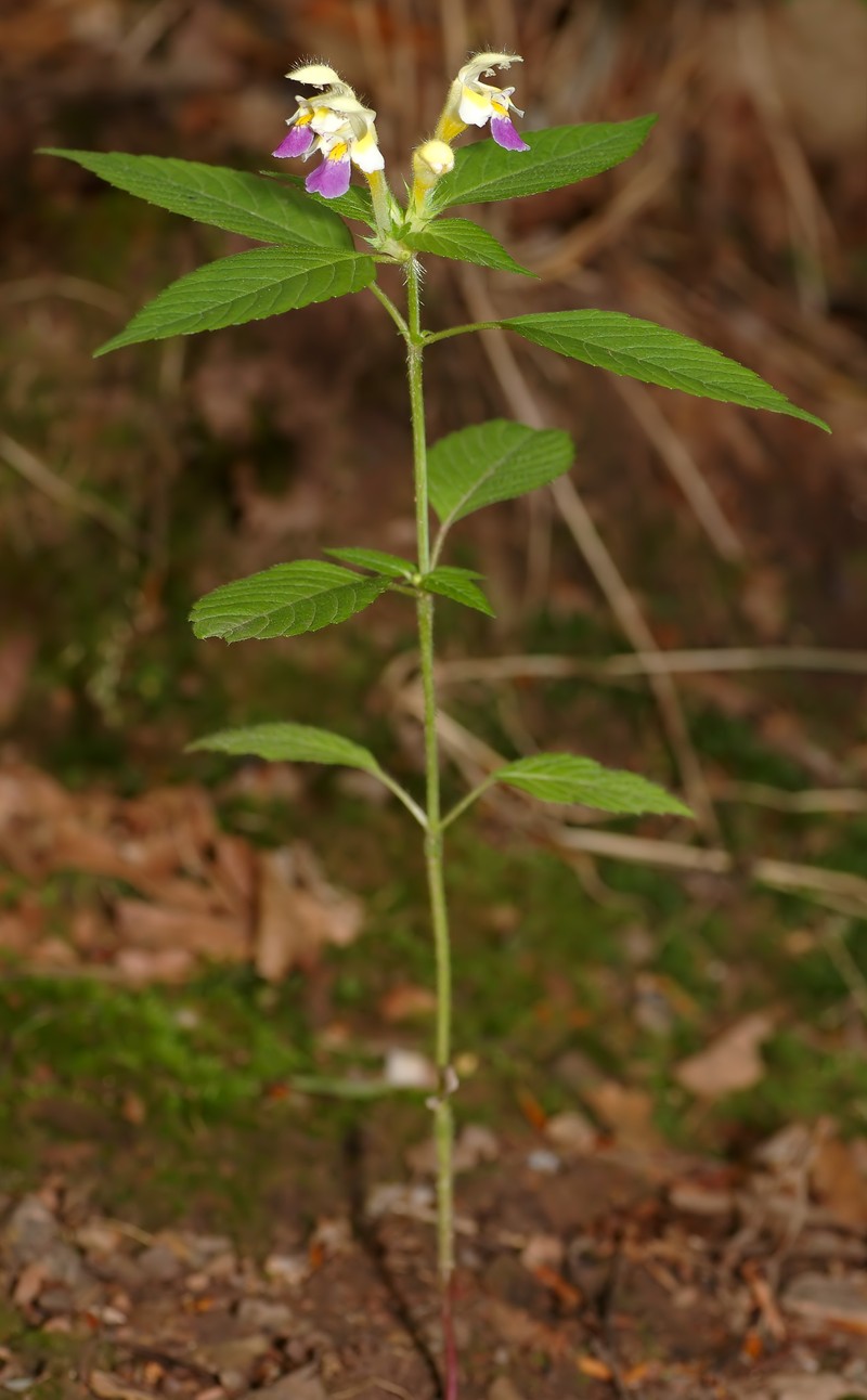 Edmonton Hempnettle photo 5