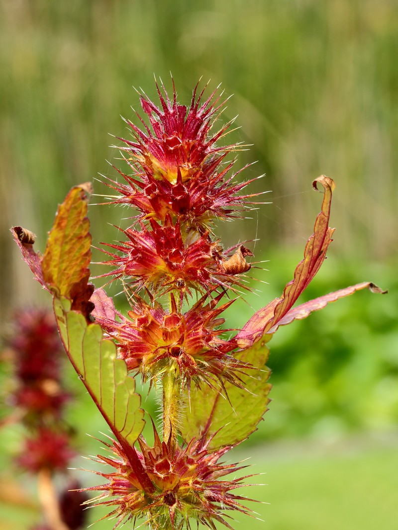 Edmonton Hempnettle photo 2