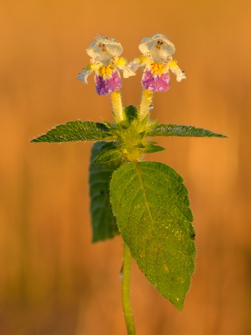 Edmonton Hempnettle photo 3