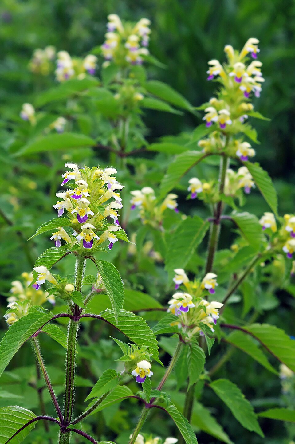 Edmonton Hempnettle