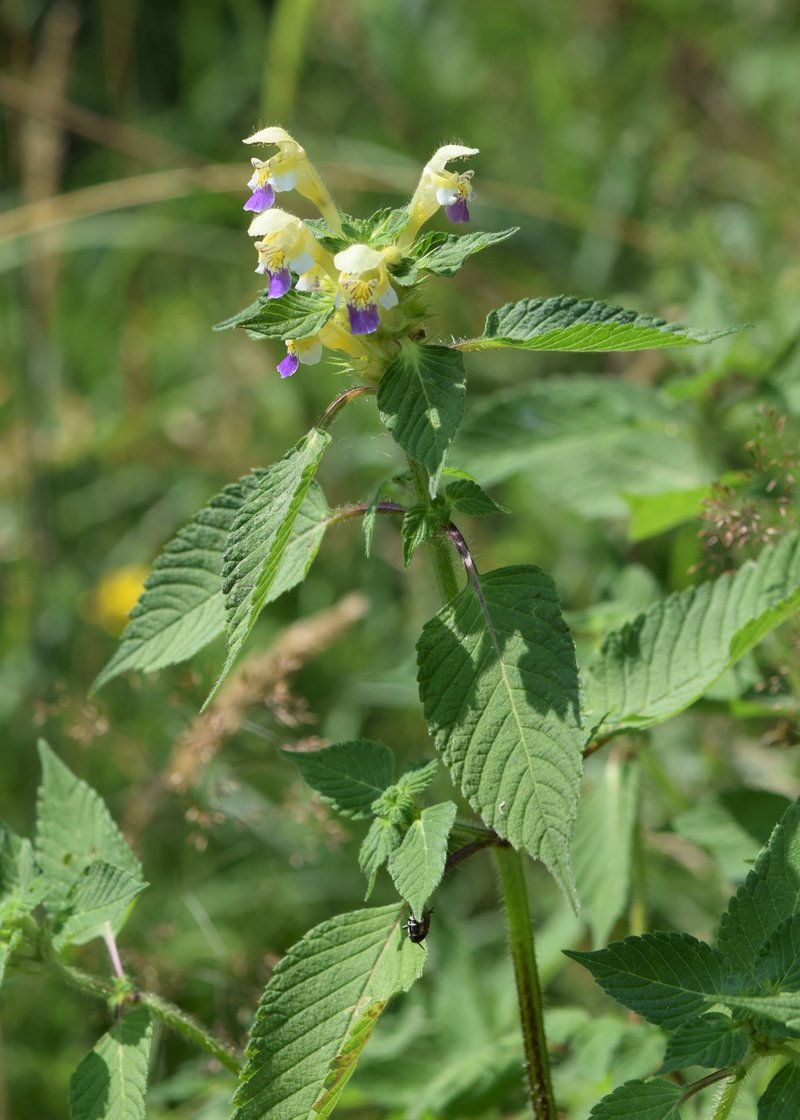 Edmonton Hempnettle photo 6