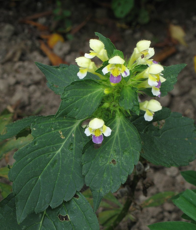 Edmonton Hempnettle photo 7